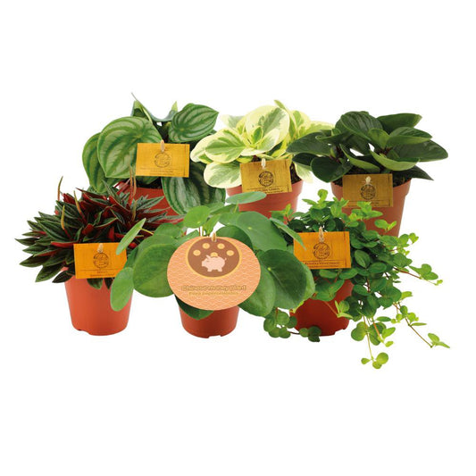 Peperomia sizes - 6 pieces - Ø12cm - ↕20cm