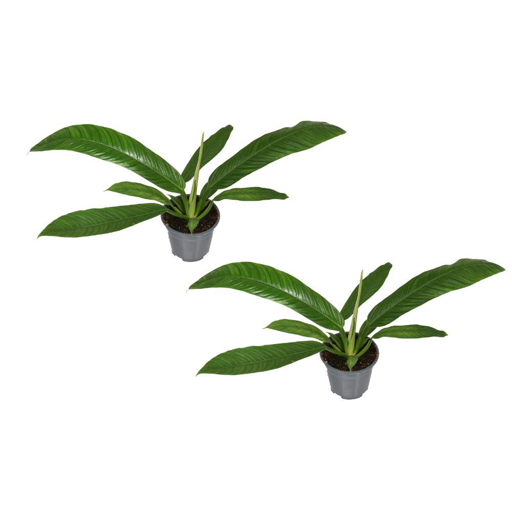 Philodendron Campiii - 2 stuks - Ø14cm - ↕40cm