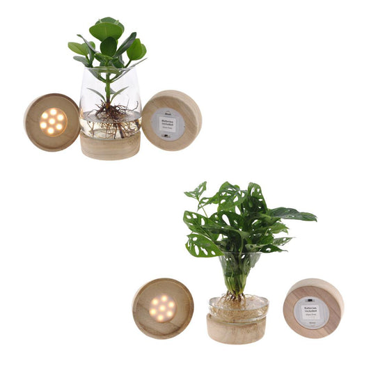 Kingston glass + LED Duo Monstera/Clusia - 2 pieces - Ø12cm - ↕30cm