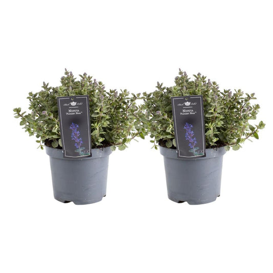 Nepeta Purrsian Blauw - 2 stuks - Ø19cm - ↕40cm