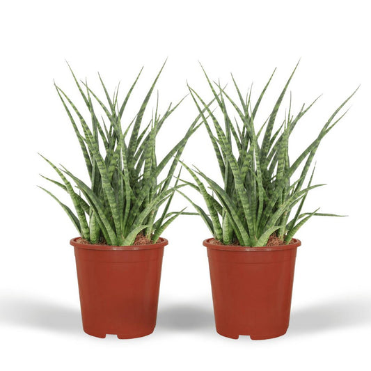 Sansevieria Fernwood Punk - Female Tongue - 2 pieces - ø12cm - ↕30cm