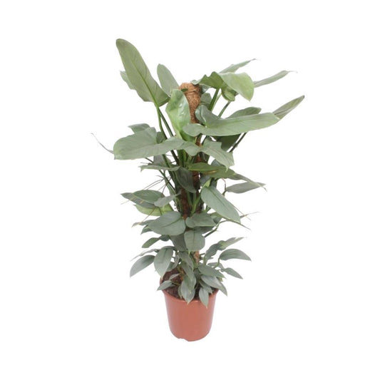 Philodendron Hastatum - Ø27cm - ↕130cm