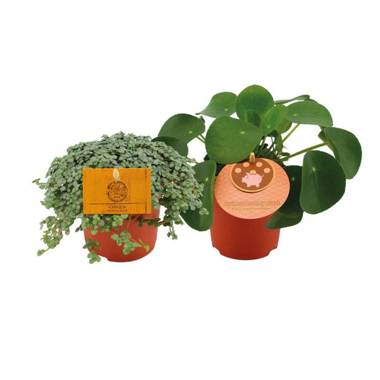 Pilea Duo 1.0 - 2 pieces - Ø10.5cm - ↕15cm