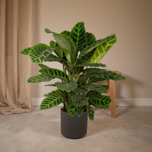 De Levende Plant - Calathea Zebrina - Ø19cm - ↕80cm