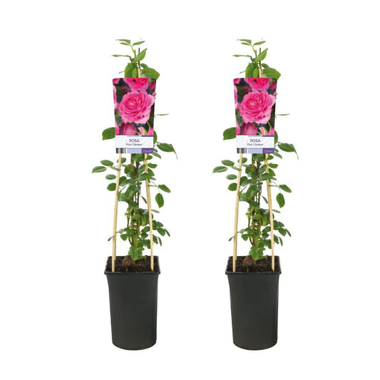 Rosa Pink Klimplant - klimroos - 2 stuks - Ø17cm - ↕75cm