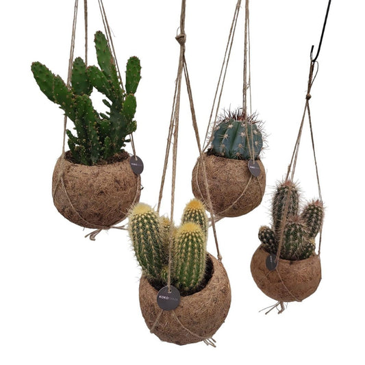 Kokodama Cactus Mix - 4 stuks - Ø12cm - ↕20cm