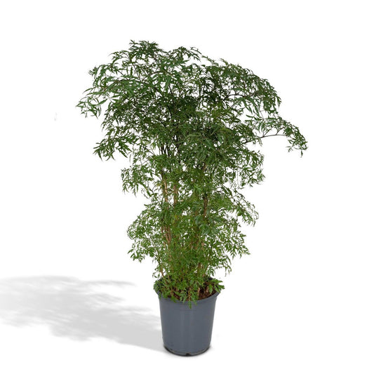 Polyscias Fruticosa - Aralia - Ø21cm - ↕75cm