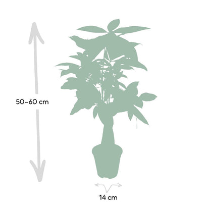 Pachira Aquatica - Geldboom - Ø14cm - ↕50cm