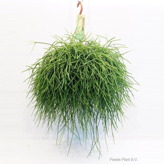 Rhipsalis Pulchra - Ø21cm - ↕45cm