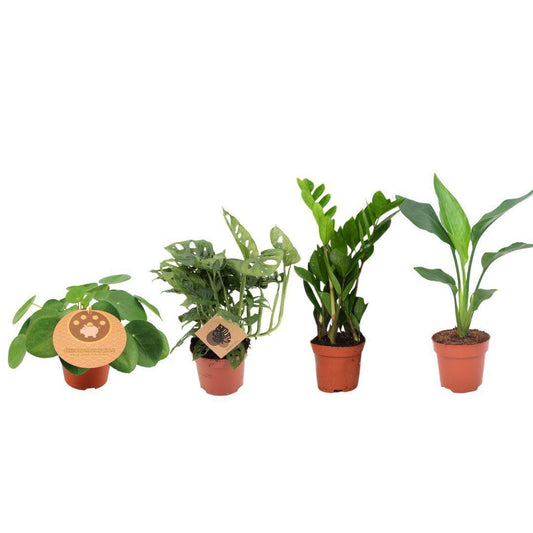 Musthave Plant box - 4 pieces - Ø12cm - ↕20-40cm