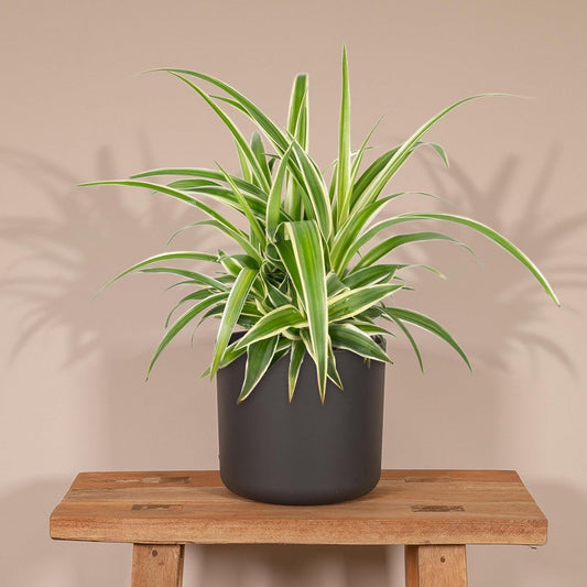 Chlorophytum - Graslelie - Ø12cm - ↕25cm