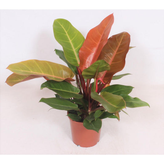 Philodendron Prince of Orange - Ø17cm - ↕45cm