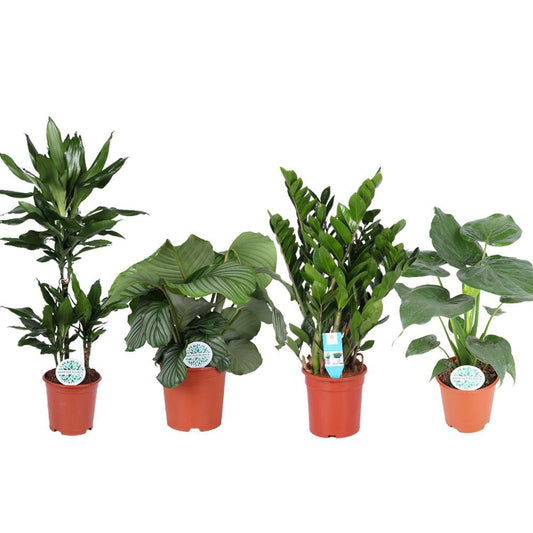 Kamerplanten Green Harmony - 4 stuks - Ø21cm - ↕70-95cm