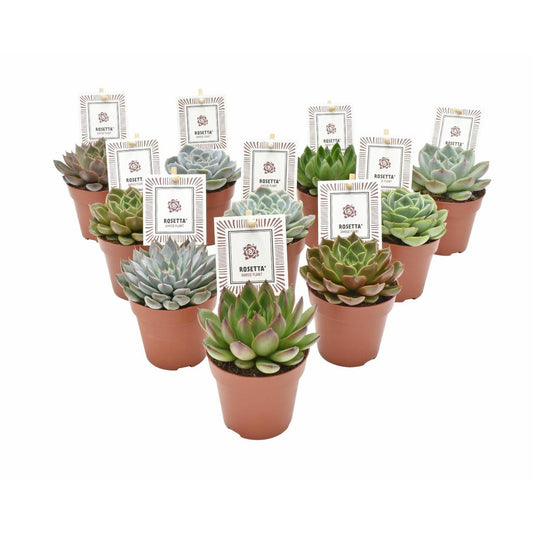 Echeveria Rosetta Mix - 10 stuks - Ø8,5cm - ↕14cm