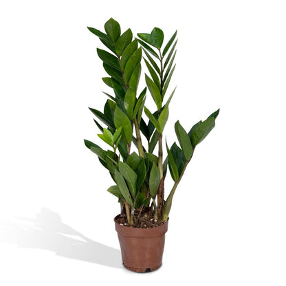 Zamioculcas Zamiifolia - Emerald palm - ø12cm - ↕40cm