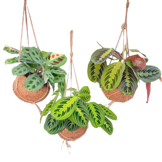 Kokodama Maranta Mix - 3 stuks - Ø15cm - ↕20cm