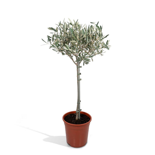 Olea on stem - Olive - Ø19cm - ↕90cm