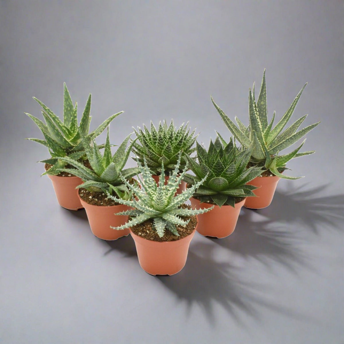 Aloe Mix -Kamerplanten 6 stuks- Ø10.5cm - ↕14cm