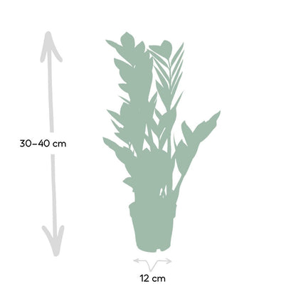 Zamioculcas Zamiifolia - Emerald palm - ø12cm - ↕40cm