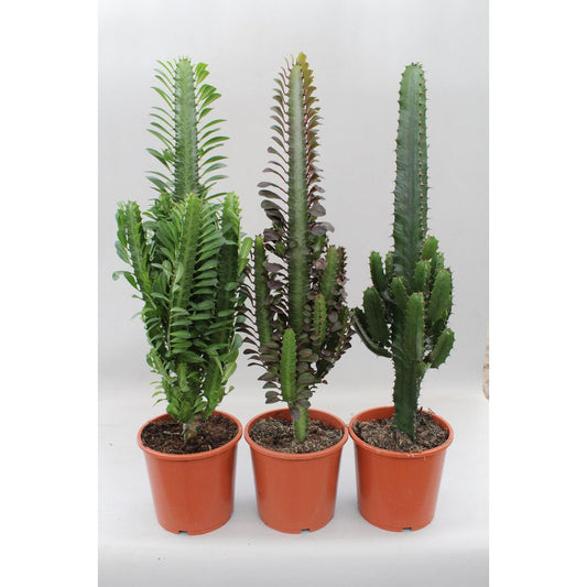 Cactus Desert Mix (Euphorbia) - 3 stuks - Ø17cm - ↕70cm