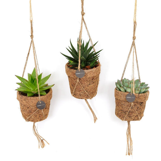 Kokopot String Succulent Mix - 3 stuks - Ø10cm - ↕15cm