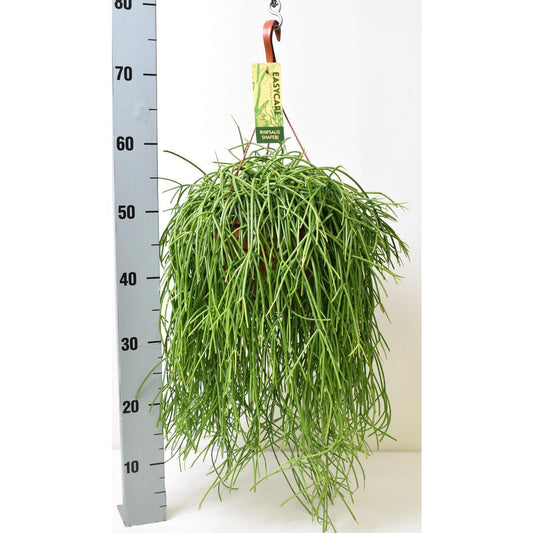 Rhipsalis Baccifera Shaferi - Ø21 - ↕60cm