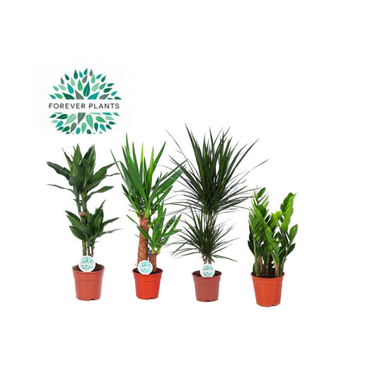 Kamerplanten Groen Mix Santos - 4 stuks - Ø17cm - ↕60-80cm