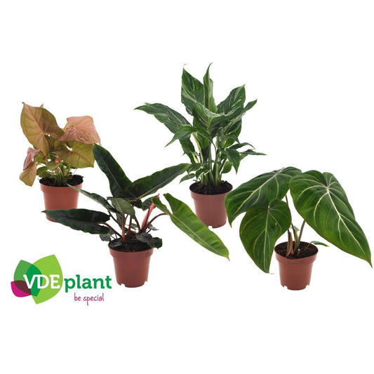 Premium Plant Mix - 4 pieces - Ø12cm - ↕40cm