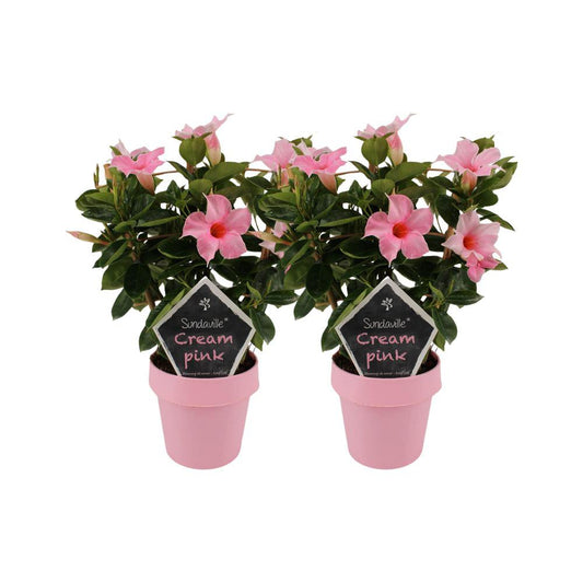 Mandevilla Sundaville Crème Roze op Rek - 2 stuks - Ø14cm - ↕40cm