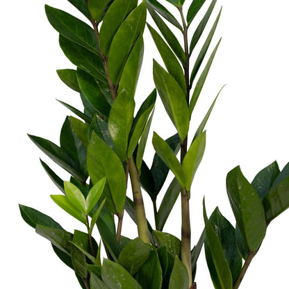 Zamioculcas Zamiifolia - Emerald palm - ø12cm - ↕40cm