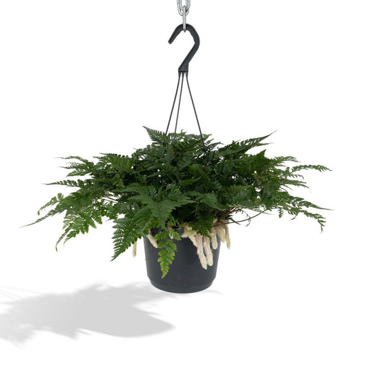 Humata Tyermannii Hang - Hazenpootvaren - Ø17cm - ↕20cm