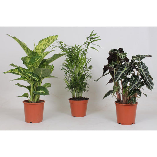 Binnenplanten Mix - 3 stuks - Ø17cm - ↕45-55cm