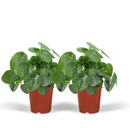 Pilea Peperomioides - Pancake plant - 2 pieces - ø15cm - ↕25 cm