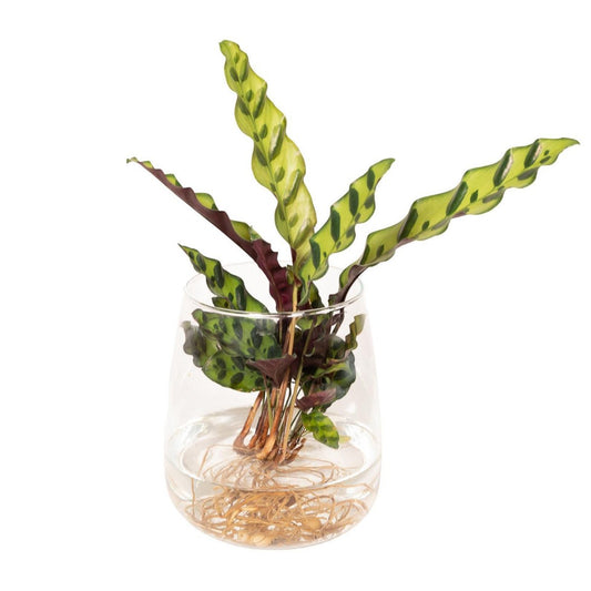 Calathea Insignis in Kingston-glas - ø12cm - ↕30cm