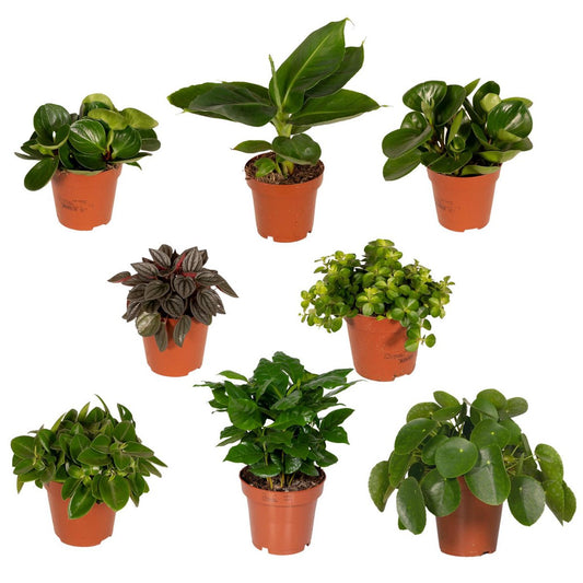 Verrassingsbox - 8 diverse kamerplanten - ø12cm - ↕10-25 cm