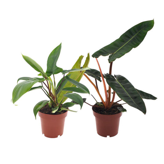 Philodendron Duo Billietiae / Florida Green - 2 stuks - Ø12cm - ↕25cm